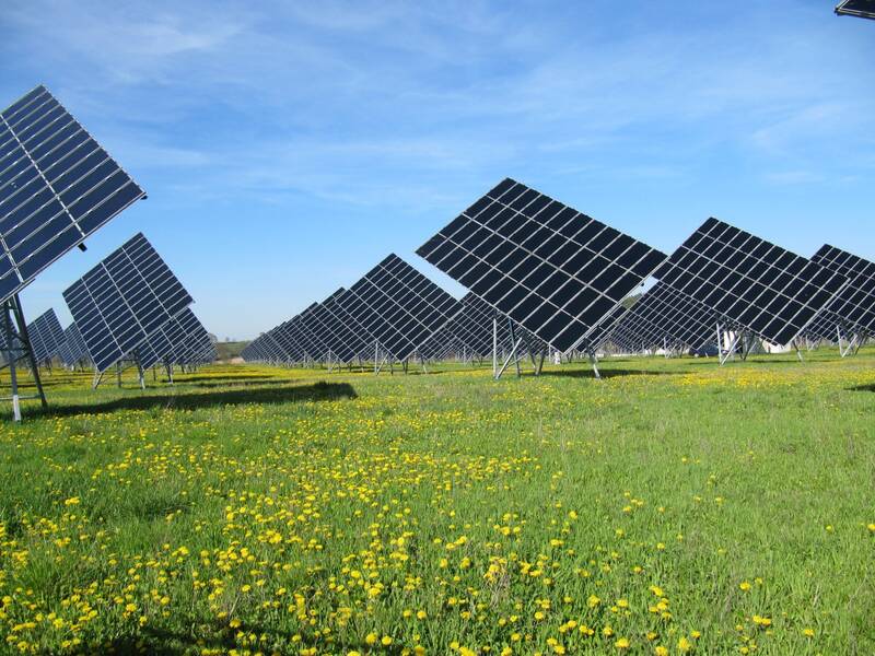 Referenz Solarpark Waidhofen Aufnahme Paneelen auf Löwenzahnwiese